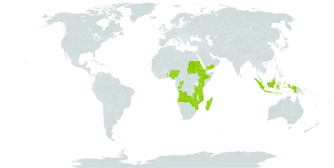 Eragrostis macilenta world distribution map, present in Angola, Burkina Faso, Congo, Djibouti, Eritrea, Ethiopia, Indonesia, Kenya, Madagascar, Mozambique, Nigeria, Rwanda, Sudan, Togo, Tanzania, United Republic of, Uganda, Yemen, Zambia, and Zimbabwe