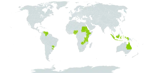 Eragrostis paniciformis world distribution map, present in Australia, Burkina Faso, Brazil, Djibouti, Eritrea, Ethiopia, Indonesia, Kenya, Nigeria, Rwanda, Sudan, Tanzania, United Republic of, Uganda, Venezuela (Bolivarian Republic of), and Zambia