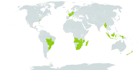 Eragrostis plana world distribution map, present in Angola, Brazil, Botswana, Switzerland, Germany, France, Indonesia, Lesotho, Madagascar, Myanmar, Mozambique, New Zealand, eSwatini, Uruguay, United States of America, South Africa, Zambia, and Zimbabwe