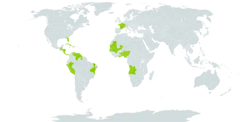 Eragrostis prolifera world distribution map, present in Aruba, Angola, Benin, Bahamas, Belize, Brazil, Switzerland, Costa Rica, Cuba, Cayman Islands, Dominica, France, Ghana, Gambia, Guatemala, Guyana, Honduras, Haiti, Jamaica, Mali, Mauritania, Nigeria, Nicaragua, Panama, Peru, Palau, Senegal, Togo, United States of America, and Venezuela (Bolivarian Republic of)