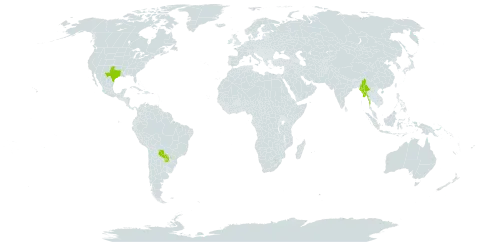 Eragrostis spicata world distribution map, present in Myanmar, Paraguay, and United States of America