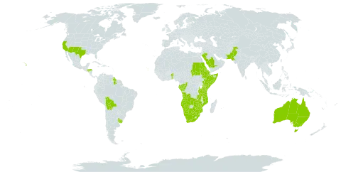 Eragrostis superba world distribution map, present in Angola, Australia, Benin, Bolivia (Plurinational State of), Botswana, Congo, Cabo Verde, Eritrea, Ethiopia, Gabon, Guyana, Honduras, Kenya, Mozambique, Namibia, Pakistan, Saudi Arabia, Sudan, Somalia, eSwatini, Tanzania, United Republic of, Uganda, Uruguay, United States of America, South Africa, Zambia, and Zimbabwe