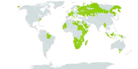 Eragrostis tef world distribution map, present in Angola, Australia, Brazil, Botswana, Switzerland, Czech Republic, Germany, Djibouti, Denmark, Egypt, Eritrea, Ethiopia, France, Indonesia, Italy, Kazakhstan, Kenya, Libya, Lesotho, Madagascar, Myanmar, Mozambique, Mauritania, Namibia, Netherlands, Palau, Réunion, Russian Federation, Saudi Arabia, Sudan, Senegal, Somalia, Tanzania, United Republic of, Uganda, Ukraine, United States of America, Yemen, South Africa, Zambia, and Zimbabwe