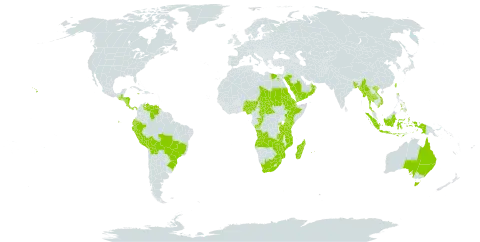 Eragrostis tenuifolia world distribution map, present in Angola, Australia, Burkina Faso, Bangladesh, Bolivia (Plurinational State of), Brazil, Central African Republic, Congo, Cook Islands, Costa Rica, Djibouti, Ecuador, Egypt, Eritrea, Ethiopia, Guatemala, Honduras, Indonesia, Jamaica, Kenya, Madagascar, Myanmar, Mozambique, Mauritius, Nigeria, Nicaragua, Oman, Panama, Peru, Philippines, Réunion, Rwanda, Saudi Arabia, Sudan, eSwatini, Chad, Thailand, Taiwan, Province of China, Tanzania, United Republic of, Uganda, United States of America, Venezuela (Bolivarian Republic of), Viet Nam, Yemen, South Africa, Zambia, and Zimbabwe