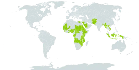 Eragrostis tremula world distribution map, present in Afghanistan, Angola, Benin, Burkina Faso, Bangladesh, Central African Republic, Congo, Egypt, Eritrea, Ethiopia, Gabon, Ghana, Guinea, Gambia, Guinea-Bissau, Indonesia, Kenya, Lao People's Democratic Republic, Mali, Myanmar, Mozambique, Mauritania, Nigeria, Nepal, Pakistan, Réunion, Saudi Arabia, Sudan, Senegal, Sierra Leone, Chad, Togo, Tanzania, United Republic of, Uganda, Viet Nam, Zambia, and Zimbabwe