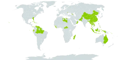 Eragrostis unioloides world distribution map, present in Andorra, Australia, Bangladesh, Bahamas, Brazil, Central African Republic, China, Cuba, Cayman Islands, Dominica, Ecuador, Georgia, Guinea, Guyana, Haiti, Indonesia, Jamaica, Lao People's Democratic Republic, Liberia, Libya, Moldova (Republic of), Madagascar, Myanmar, Mauritius, Nepal, Oman, Pakistan, Panama, Philippines, Puerto Rico, Solomon Islands, Sierra Leone, Suriname, Thailand, Taiwan, Province of China, United States of America, Venezuela (Bolivarian Republic of), and Viet Nam