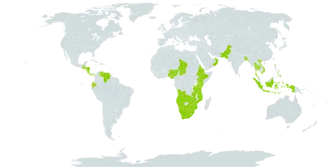 Eragrostis viscosa world distribution map, present in Angola, Bangladesh, Botswana, Costa Rica, Ecuador, Eritrea, Ethiopia, Guatemala, Honduras, Indonesia, Kenya, Lesotho, Mozambique, Namibia, Nigeria, Nicaragua, Nepal, Oman, Pakistan, Panama, Philippines, eSwatini, Chad, Thailand, Tanzania, United Republic of, Venezuela (Bolivarian Republic of), Viet Nam, South Africa, Zambia, and Zimbabwe