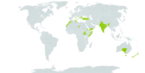 Erica arborea world distribution map, present in Albania, Australia, Bulgaria, Bosnia and Herzegovina, Eritrea, Spain, France, Georgia, Greece, Croatia, India, Italy, Morocco, New Zealand, Portugal, Saudi Arabia, Somalia, South Sudan, Chad, Tunisia, Turkey, and Yemen