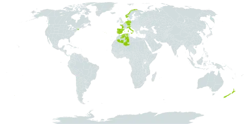 Erica cinerea world distribution map, present in Belgium, Germany, Algeria, Spain, France, United Kingdom of Great Britain and Northern Ireland, Italy, Netherlands, Norway, New Zealand, Portugal, and United States of America