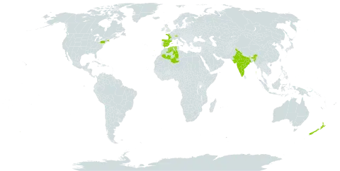 Erica vagans world distribution map, present in Switzerland, Algeria, Spain, France, United Kingdom of Great Britain and Northern Ireland, India, New Zealand, Portugal, and United States of America