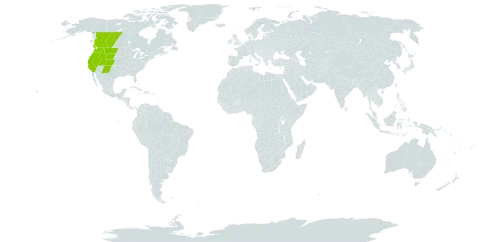 Ericameria nauseosa var. speciosa world distribution map, present in Canada and United States of America