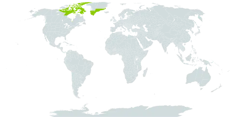 Erigeron alpiniformis world distribution map, present in Canada and Greenland