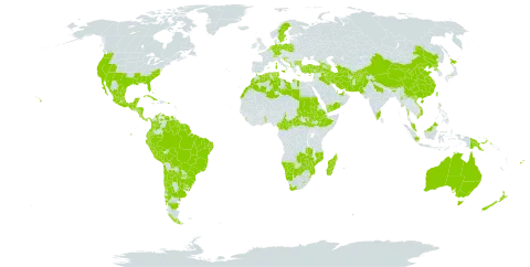 Erigeron bonariensis world distribution map, present in Afghanistan, Anguilla, Albania, United Arab Emirates, Argentina, Antigua and Barbuda, Australia, Azerbaijan, Belgium, Bonaire, Sint Eustatius and Saba, Bulgaria, Bahamas, Belize, Bolivia (Plurinational State of), Brazil, Barbados, Bhutan, Botswana, Central African Republic, Switzerland, Chile, China, Cameroon, Cook Islands, Colombia, Cabo Verde, Costa Rica, Cuba, Cyprus, Germany, Dominica, Algeria, Ecuador, Spain, Ethiopia, Fiji, France, United Kingdom of Great Britain and Northern Ireland, Georgia, Gibraltar, Guadeloupe, Equatorial Guinea, Greece, Grenada, Guatemala, French Guiana, Guam, Guyana, Honduras, Croatia, Indonesia, India, Iran (Islamic Republic of), Iraq, Israel, Italy, Jamaica, Japan, Kiribati, Lebanon, Libya, Saint Lucia, Sri Lanka, Lesotho, Morocco, Madagascar, Maldives, Mexico, Marshall Islands, North Macedonia, Malta, Myanmar, Montenegro, Northern Mariana Islands, Mozambique, Montserrat, Martinique, Mauritius, Malaysia, Namibia, Nicaragua, Netherlands, Nepal, New Zealand, Pakistan, Panama, Peru, Palau, Papua New Guinea, Poland, Puerto Rico, Korea (Democratic People's Republic of), Portugal, Paraguay, Qatar, Réunion, Saudi Arabia, Sudan, Singapore, Saint Helena, Ascension and Tristan da Cunha, South Sudan, Sao Tome and Principe, Suriname, Slovenia, Sweden, eSwatini, Togo, Tajikistan, Turkmenistan, Tonga, Trinidad and Tobago, Tunisia, Turkey, Taiwan, Province of China, United States Minor Outlying Islands, Uruguay, United States of America, Saint Vincent and the Grenadines, Venezuela (Bolivarian Republic of), Viet Nam, Yemen, South Africa, Zambia, and Zimbabwe