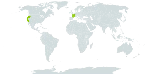 Erigeron glaucus world distribution map, present in France, United Kingdom of Great Britain and Northern Ireland, and United States of America