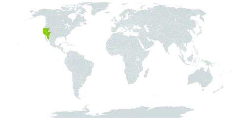 Erigeron lobatus world distribution map, present in Mexico and United States of America