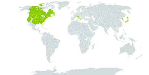 Erigeron philadelphicus world distribution map, present in Belgium, Canada, Switzerland, France, United Kingdom of Great Britain and Northern Ireland, Italy, Japan, Mauritius, Korea (Democratic People's Republic of), and United States of America