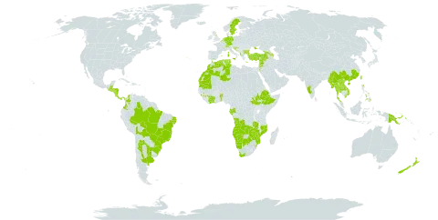 Erigeron sumatrensis world distribution map, present in Angola, Albania, Andorra, Argentina, Azerbaijan, Belgium, Benin, Bulgaria, Belize, Bolivia (Plurinational State of), Brazil, Botswana, Switzerland, China, Côte d'Ivoire, Colombia, Costa Rica, Germany, Algeria, Spain, Ethiopia, France, Gabon, United Kingdom of Great Britain and Northern Ireland, Georgia, Gibraltar, Guinea, Greece, Guatemala, Honduras, Croatia, India, Iceland, Israel, Italy, Jordan, Lao People's Democratic Republic, Lebanon, Morocco, Myanmar, Mozambique, Mauritania, Namibia, Nicaragua, Netherlands, New Zealand, Panama, Philippines, Papua New Guinea, Portugal, Paraguay, El Salvador, South Sudan, Slovenia, Sweden, eSwatini, Syrian Arab Republic, Thailand, Tunisia, Turkey, Taiwan, Province of China, Ukraine, Uruguay, Venezuela (Bolivarian Republic of), Viet Nam, South Africa, Zambia, and Zimbabwe