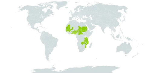 Eriocaulon bongense world distribution map, present in Benin, Central African Republic, Ghana, Guinea, Gambia, Guinea-Bissau, Mali, Mozambique, Mauritania, Nigeria, Sudan, Senegal, Chad, Togo, Tanzania, United Republic of, and Zambia