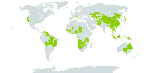 Eriocaulon cinereum world distribution map, present in Afghanistan, Angola, Australia, Bangladesh, Bolivia (Plurinational State of), Brazil, Botswana, China, Gabon, Ghana, Guinea, Indonesia, Italy, Japan, Kazakhstan, Lao People's Democratic Republic, Mali, Myanmar, Namibia, Nigeria, Nepal, Pakistan, Philippines, Korea (Democratic People's Republic of), Senegal, Chad, Togo, Thailand, Taiwan, Province of China, Tanzania, United Republic of, United States of America, Uzbekistan, Venezuela (Bolivarian Republic of), Viet Nam, Zambia, and Zimbabwe