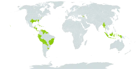 Eriochloa punctata world distribution map, present in Aruba, Belize, Bolivia (Plurinational State of), Brazil, Costa Rica, Cuba, Dominica, Ecuador, Georgia, Guatemala, Guyana, Honduras, Haiti, Indonesia, Jamaica, Myanmar, Nicaragua, Panama, Peru, Puerto Rico, Paraguay, Suriname, Uruguay, United States of America, and Venezuela (Bolivarian Republic of)