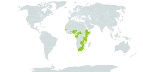 Eriochrysis brachypogon world distribution map, present in Benin, Burkina Faso, Central African Republic, Congo, Ethiopia, Gabon, Ghana, Kenya, Nigeria, Rwanda, Senegal, eSwatini, Tanzania, United Republic of, Uganda, South Africa, Zambia, and Zimbabwe