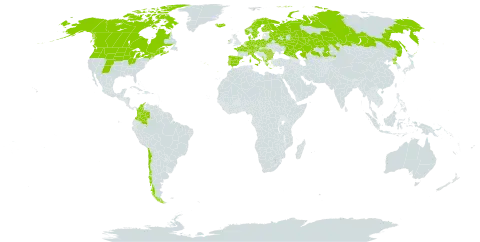 Eriophorum angustifolium subsp. angustifolium world distribution map, present in Albania, Austria, Bulgaria, Belarus, Canada, Switzerland, Chile, Colombia, Czech Republic, Germany, Denmark, Spain, Finland, France, Micronesia (Federated States of), Greece, Hungary, Ireland, Iceland, Italy, Kazakhstan, Montenegro, Netherlands, Norway, Poland, Korea (Democratic People's Republic of), Portugal, Romania, Russian Federation, Svalbard and Jan Mayen, Sweden, Turks and Caicos Islands, and United States of America