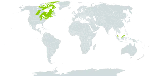 Eriophorum tenellum world distribution map, present in Canada, France, Micronesia (Federated States of), Malaysia, and United States of America