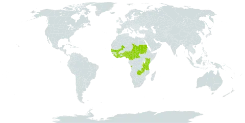 Eriosema glomeratum world distribution map, present in Angola, Benin, Central African Republic, Côte d'Ivoire, Cameroon, Ghana, Guinea, Gambia, Kenya, Liberia, Mali, Nigeria, Sudan, Senegal, Sierra Leone, Chad, Togo, Tanzania, United Republic of, Uganda, and Zambia