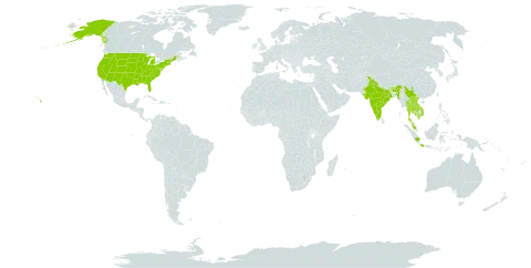 Eriosolena composita world distribution map, present in Bhutan, China, Algeria, Indonesia, India, Iceland, Cambodia, Lao People's Democratic Republic, Myanmar, Malaysia, Thailand, United States of America, and Viet Nam