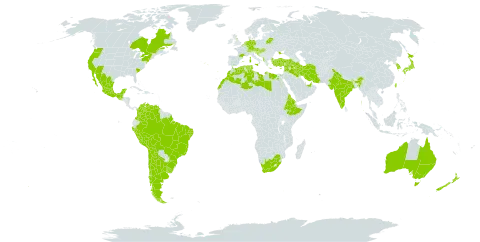 Erodium moschatum (burm.f.) l'hér. world distribution map, present in Albania, United Arab Emirates, Argentina, Australia, Austria, Belgium, Belarus, Bolivia (Plurinational State of), Brazil, Canada, Switzerland, Chile, Colombia, Cyprus, Germany, Algeria, Egypt, Eritrea, Spain, Ethiopia, France, United Kingdom of Great Britain and Northern Ireland, Gibraltar, Greece, Guatemala, Croatia, Hungary, India, Iran (Islamic Republic of), Iraq, Israel, Italy, Japan, Korea (Republic of), Lebanon, Libya, Morocco, Mexico, Netherlands, New Zealand, Peru, Portugal, Saudi Arabia, Slovenia, Syrian Arab Republic, Tunisia, Turkey, Taiwan, Province of China, Ukraine, Uruguay, United States of America, Venezuela (Bolivarian Republic of), and South Africa