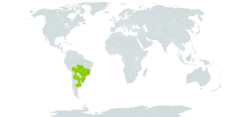 Eryngium elegans world distribution map, present in Argentina, Bolivia (Plurinational State of), Brazil, Paraguay, and Uruguay