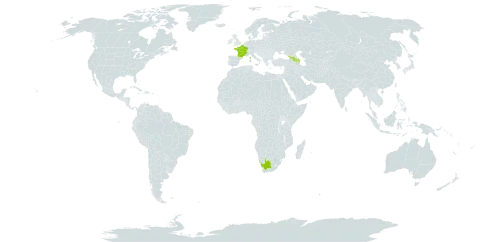 Eryngium giganteum world distribution map, present in Armenia, Azerbaijan, France, Georgia, and South Africa