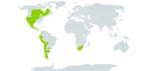 Erythranthe glabrata world distribution map, present in Argentina, Bolivia (Plurinational State of), Canada, Chile, Colombia, Ecuador, Guatemala, Mexico, Nicaragua, Peru, Uruguay, United States of America, Venezuela (Bolivarian Republic of), and South Africa