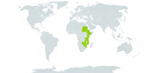 Erythrina abyssinica subsp. abyssinica world distribution map, present in Angola, Burundi, Ethiopia, Kenya, Mozambique, Malawi, Rwanda, Sudan, Tanzania, United Republic of, Uganda, Zambia, and Zimbabwe