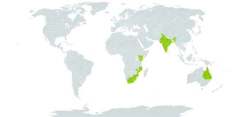 Erythrina caffra world distribution map, present in Australia, India, Kenya, Mozambique, and South Africa