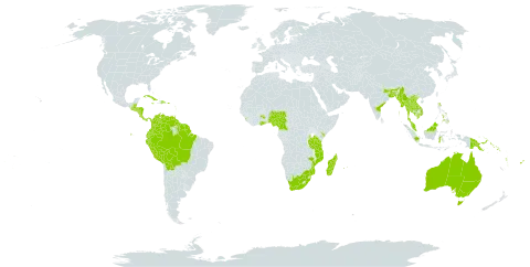 Erythrina fusca world distribution map, present in American Samoa, Australia, Bangladesh, Belize, Bolivia (Plurinational State of), Brazil, Cameroon, Colombia, Comoros, Costa Rica, Cuba, Dominican Republic, Ecuador, Fiji, Ghana, Guadeloupe, Guatemala, French Guiana, Guyana, Honduras, Indonesia, India, Jamaica, Kenya, Cambodia, Kiribati, Lao People's Democratic Republic, Sri Lanka, Madagascar, Myanmar, Mozambique, Martinique, Mauritius, Malaysia, Nigeria, Nicaragua, Panama, Peru, Philippines, Papua New Guinea, Puerto Rico, Réunion, Singapore, Solomon Islands, El Salvador, Suriname, Thailand, Tonga, Trinidad and Tobago, Tanzania, United Republic of, Uganda, United States of America, Venezuela (Bolivarian Republic of), Viet Nam, Vanuatu, and South Africa