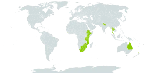 Erythrina lysistemon world distribution map, present in Australia, Botswana, Ethiopia, India, Kenya, Sri Lanka, Mozambique, Mauritius, Malawi, New Zealand, Thailand, Tanzania, United Republic of, South Africa, and Zimbabwe