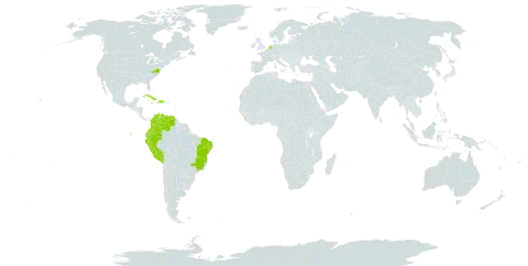 Erythrina velutina world distribution map, present in American Samoa, Antigua and Barbuda, Brazil, Colombia, Cuba, Cayman Islands, Dominican Republic, Ecuador, Grenada, Haiti, Jamaica, Sri Lanka, Martinique, Netherlands, Peru, Trinidad and Tobago, Uganda, United States of America, and Venezuela (Bolivarian Republic of)