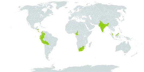 Erythroxylum coca world distribution map, present in Bangladesh, Bolivia (Plurinational State of), Cameroon, Colombia, Costa Rica, Ecuador, Micronesia (Federated States of), Honduras, India, Malaysia, Peru, Palau, Sao Tome and Principe, United States of America, and South Africa