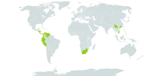 Erythroxylum novogranatense world distribution map, present in China, Colombia, Costa Rica, Ecuador, Guadeloupe, Grenada, Honduras, Indonesia, Iceland, Martinique, Malaysia, Nicaragua, Panama, Peru, Philippines, Trinidad and Tobago, Taiwan, Province of China, Venezuela (Bolivarian Republic of), Viet Nam, and South Africa