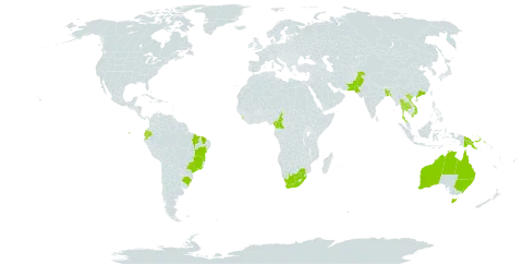 Eucalyptus alba world distribution map, present in Australia, Bangladesh, Brazil, China, Cameroon, Ecuador, Sri Lanka, Nepal, Pakistan, Papua New Guinea, Thailand, Viet Nam, and South Africa