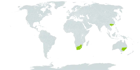 Eucalyptus amplifolia subsp. amplifolia world distribution map, present in Australia, China, and South Africa