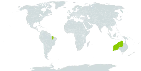 Eucalyptus brachyandra world distribution map, present in Australia and Brazil