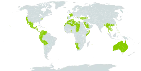 Eucalyptus camaldulensis subsp. camaldulensis world distribution map, present in Albania, Australia, Azerbaijan, Benin, Burkina Faso, Bangladesh, Bolivia (Plurinational State of), China, Colombia, Algeria, Ecuador, Spain, France, Gibraltar, Greece, Honduras, India, Cambodia, Libya, Sri Lanka, Morocco, Mexico, Myanmar, Mauritius, Namibia, Nicaragua, Panama, Peru, Philippines, Puerto Rico, Portugal, Réunion, Saudi Arabia, Somalia, Chad, Thailand, Tunisia, Turkey, Taiwan, Province of China, United States of America, Venezuela (Bolivarian Republic of), Viet Nam, and South Africa