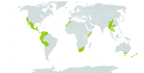 Eucalyptus globulus subsp. globulus world distribution map, present in Australia, Bolivia (Plurinational State of), China, Colombia, Costa Rica, Ecuador, Spain, Micronesia (Federated States of), Gibraltar, Guadeloupe, Guatemala, Honduras, India, Cambodia, Sri Lanka, Morocco, Mexico, Myanmar, Martinique, New Zealand, Panama, Peru, Philippines, Palau, Portugal, El Salvador, Somalia, Thailand, Taiwan, Province of China, United States of America, Venezuela (Bolivarian Republic of), Viet Nam, and South Africa