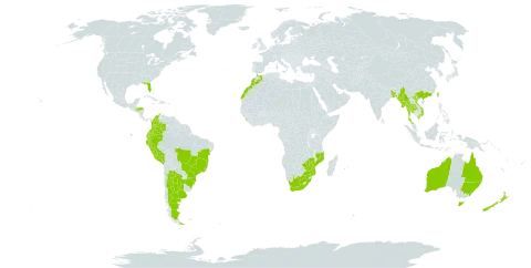 Eucalyptus grandis world distribution map, present in Argentina, Australia, Bangladesh, Brazil, China, Colombia, Ecuador, Honduras, Sri Lanka, Morocco, Myanmar, Mozambique, Mauritius, New Zealand, Peru, Réunion, Thailand, Taiwan, Province of China, United States of America, Viet Nam, South Africa, and Zimbabwe