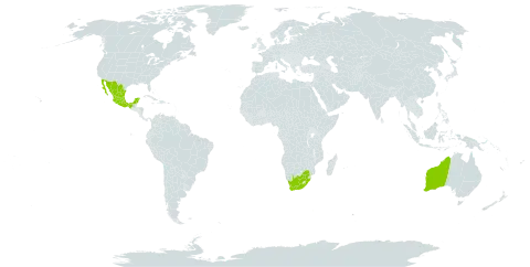 Eucalyptus lehmannii subsp. lehmannii world distribution map, present in Australia, Mexico, and South Africa