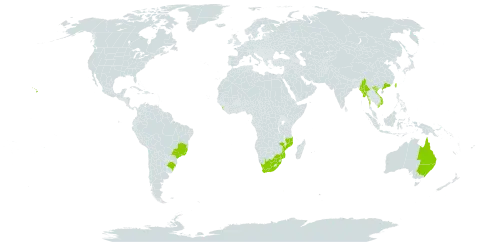 Eucalyptus microcorys world distribution map, present in Australia, Brazil, China, Cook Islands, Sri Lanka, Myanmar, Mozambique, Taiwan, Province of China, United States of America, Viet Nam, and South Africa