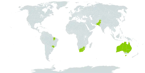 Eucalyptus microtheca world distribution map, present in Australia, Brazil, Pakistan, and South Africa