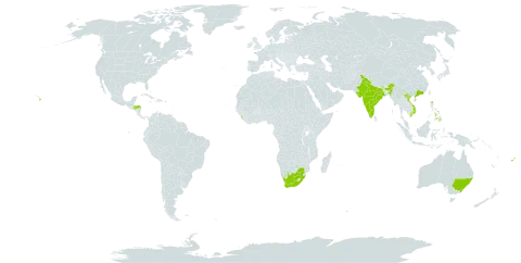 Eucalyptus paniculata subsp. paniculata world distribution map, present in Australia, China, Fiji, Honduras, India, Sri Lanka, Niue, Philippines, United States of America, Viet Nam, and South Africa